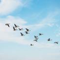 Websitye migration