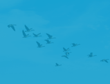 Birds migrating